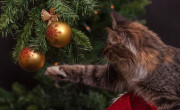 Menu Noël et 1er Janvier