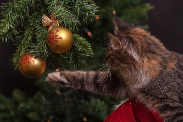 Menu Noël et 1er Janvier